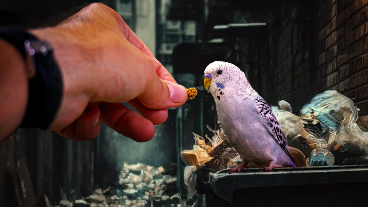 Нашел маленького серого волнистого попугайчика (он такой милый)