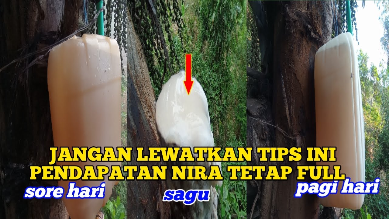 Cara Menyadap Aren  Agar Awet dan Bertahan Lama Dan Sagu Tetap Bagus Pendapatan Full Terus