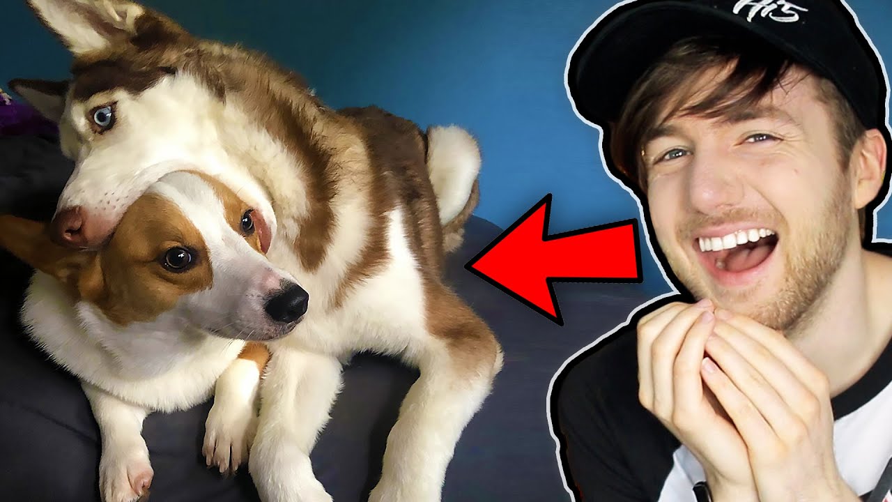 ANIMALS BEING JERKS FOR 16 MINUTES STRAIGHT