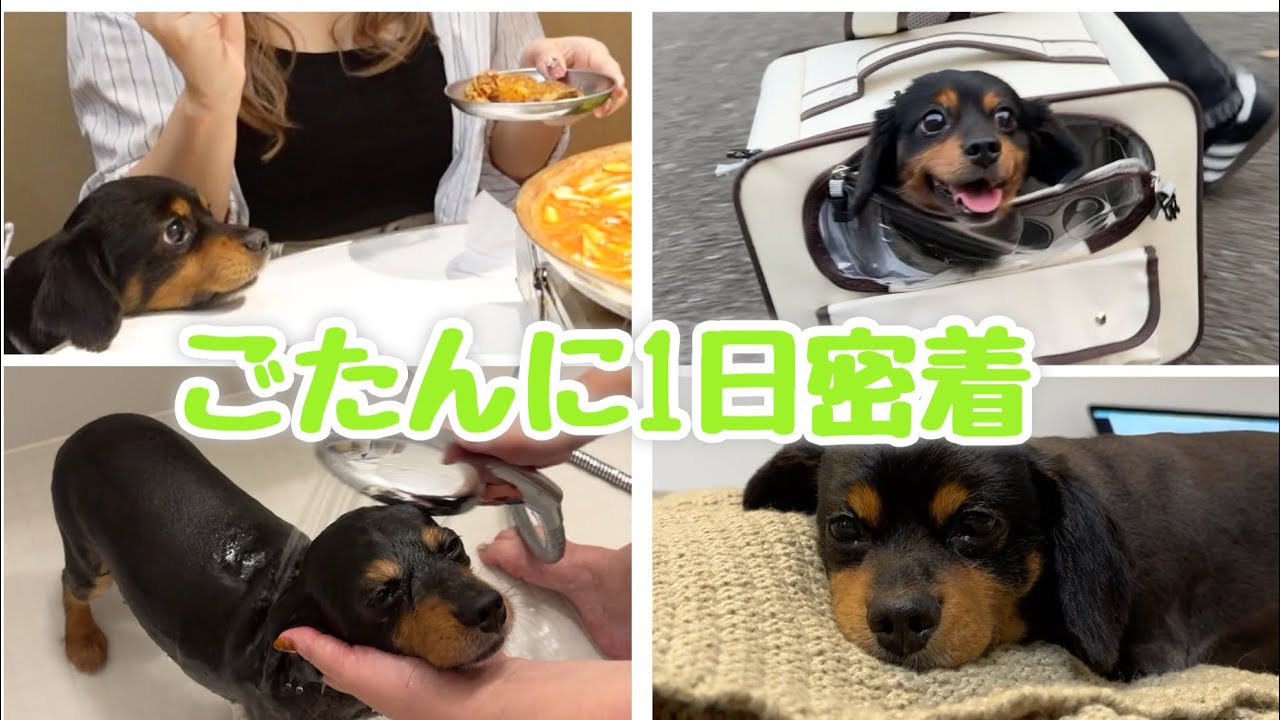 とにかく可愛すぎる愛犬の1日に密着【ごたん】