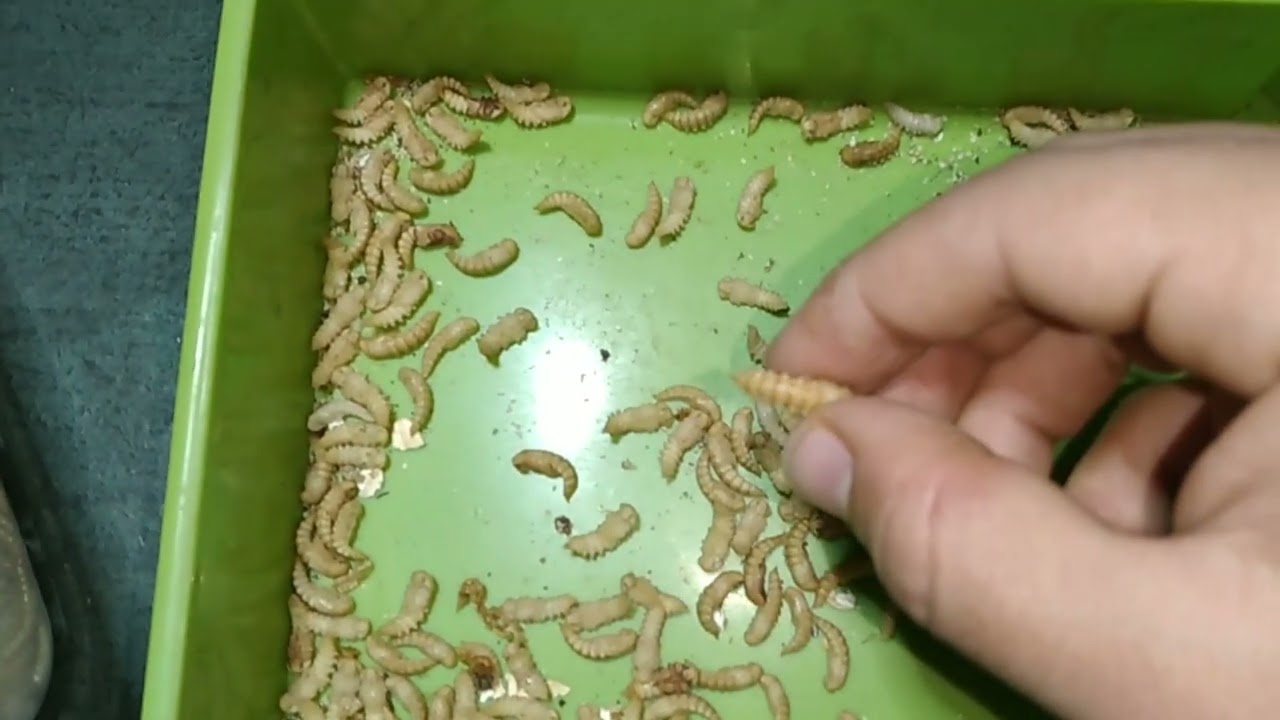 كل ما يخص مشروع دود الميل ورم/ وطريقه تربيته من البدايه 🤑