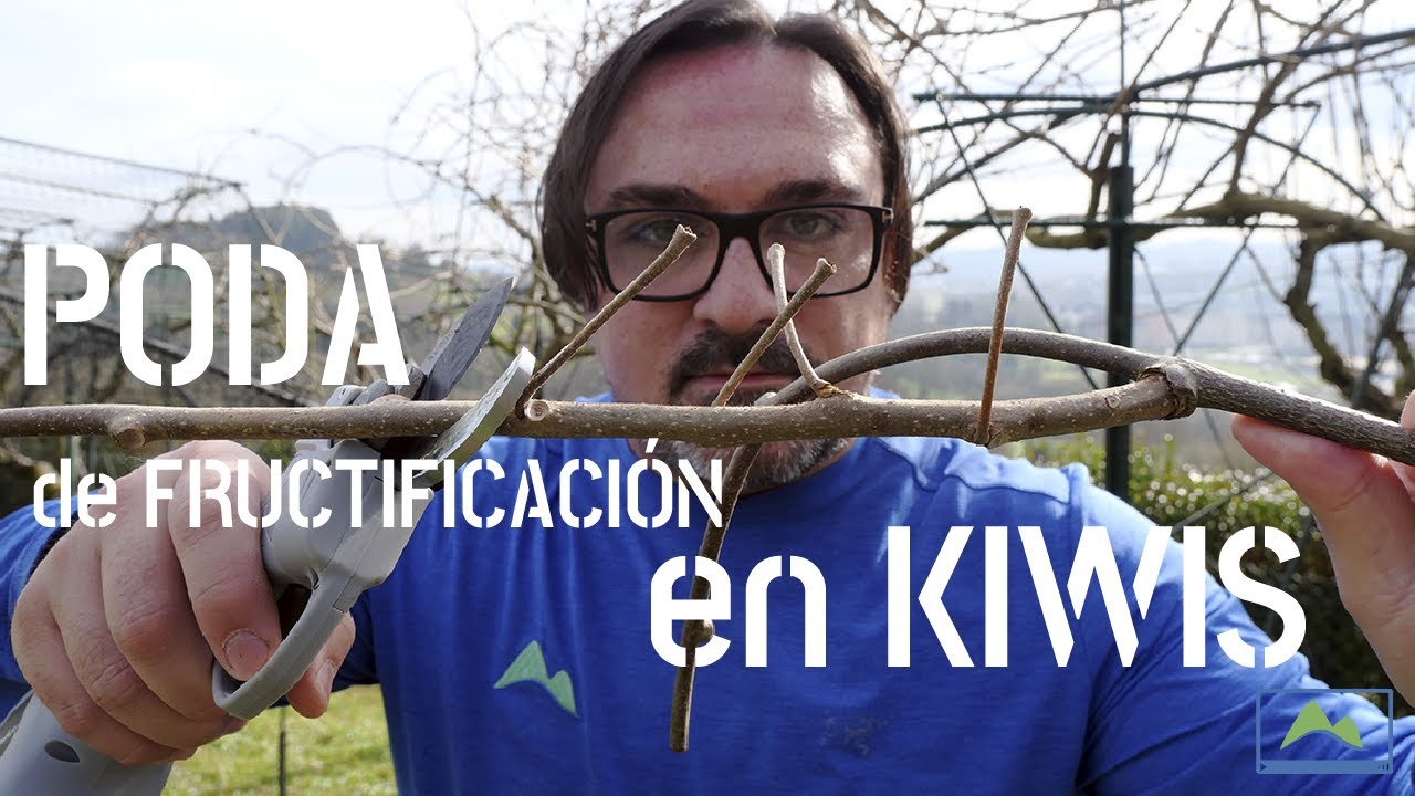 Trucos y consejos para PODAR y guiar KIWIS identificando las ramas productivas 🥝 #LdN #frutiCULTURA