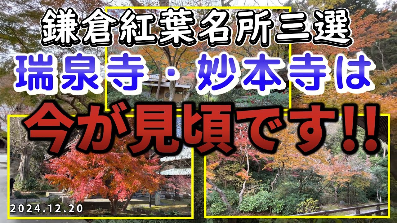 鎌倉紅葉名所・三選 #瑞泉寺#英勝寺#妙本寺#鎌倉紅葉名所#鎌倉散策#鎌倉寺院巡り