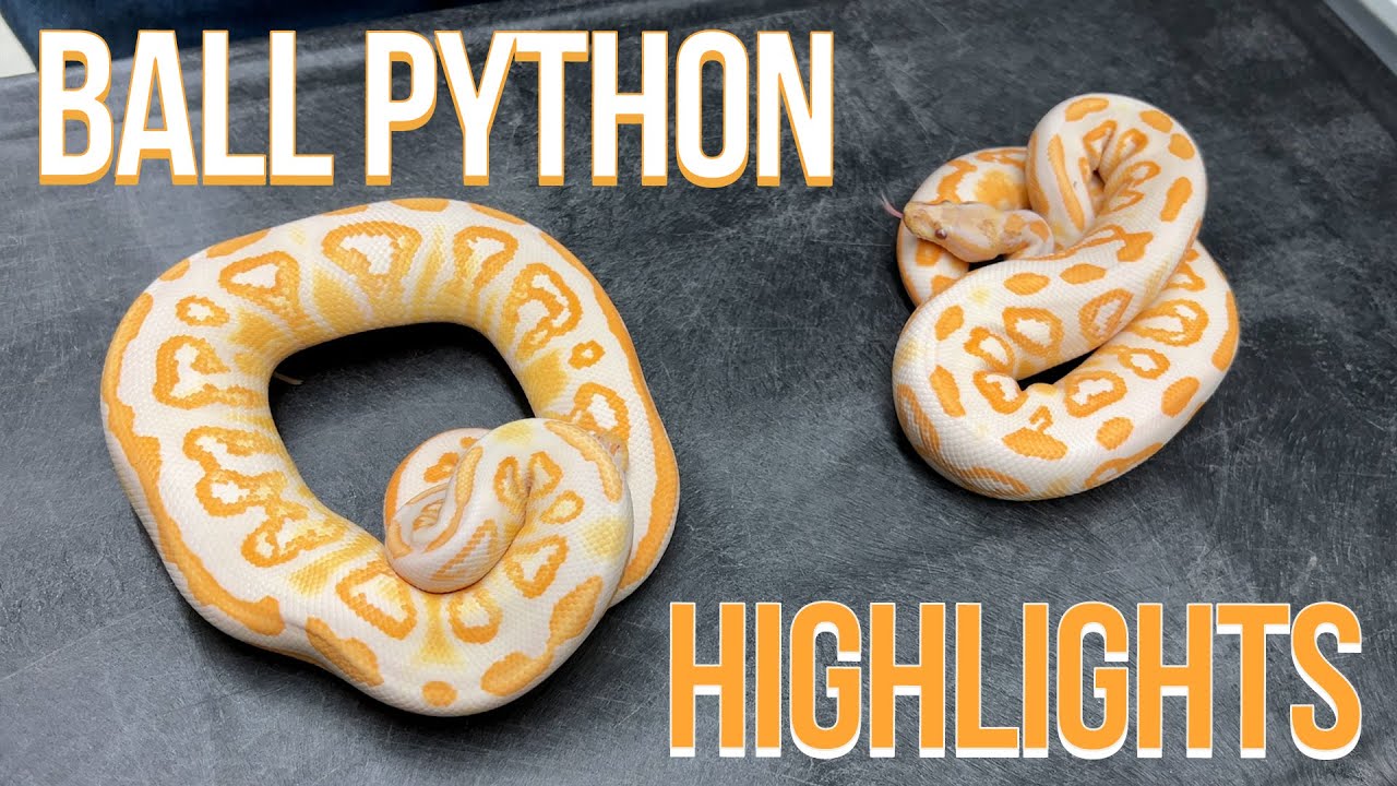 BALL PYTHON HIGHLIGHTS LAVENDER EDITION⚡️