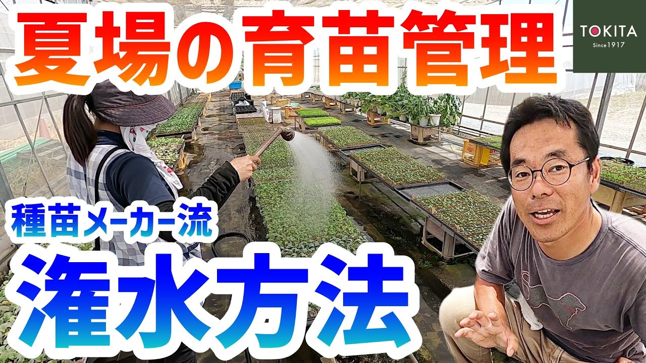 【苗作り】夏場の育苗は潅水がポイント！トキタ種苗の潅水方法 解説＆実演【水やり】