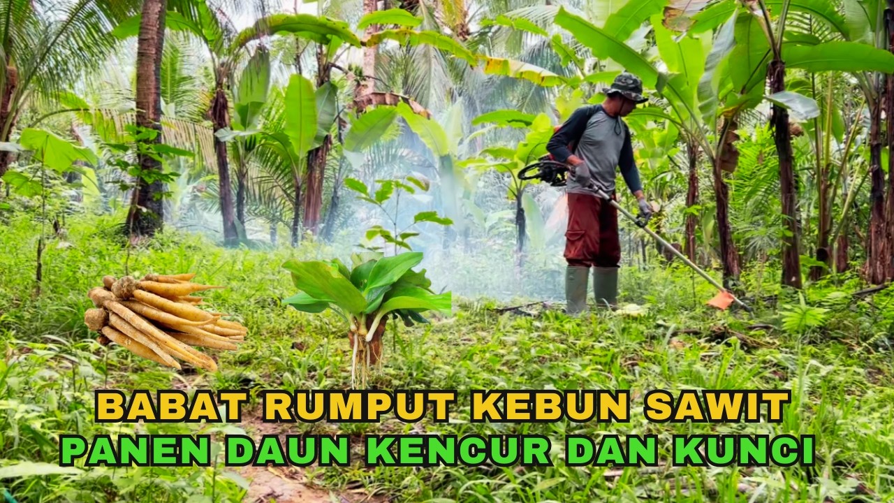 Babat Rumput di Kebun Sawit... Panen Lalapan Daun Kencur dan Kunci (The grass wasn't problem) 