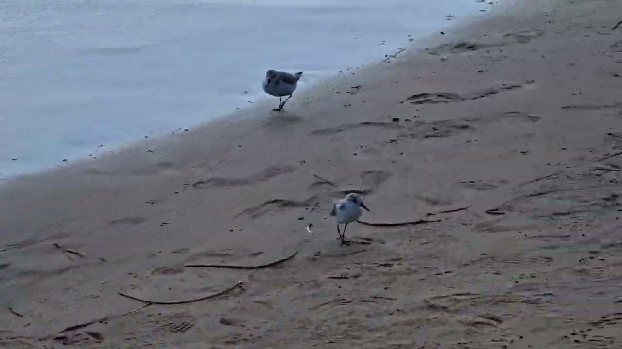 Sanderlingen - die kleinen Vögelchen am Strand Fuerteventuras