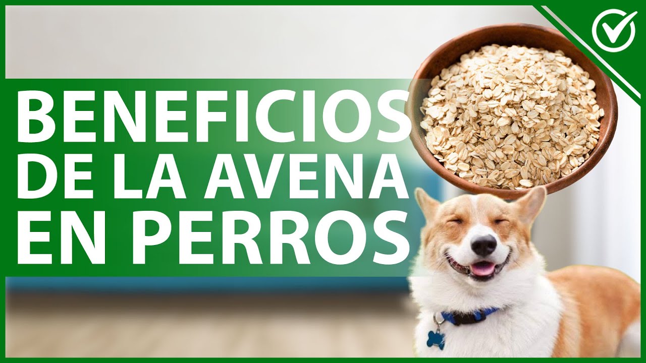 🐕 &iquest;Qu&eacute; BENEFICIOS tiene la AVENA para mi PERRO? - Nutrici&oacute;n canina 🥣🐕