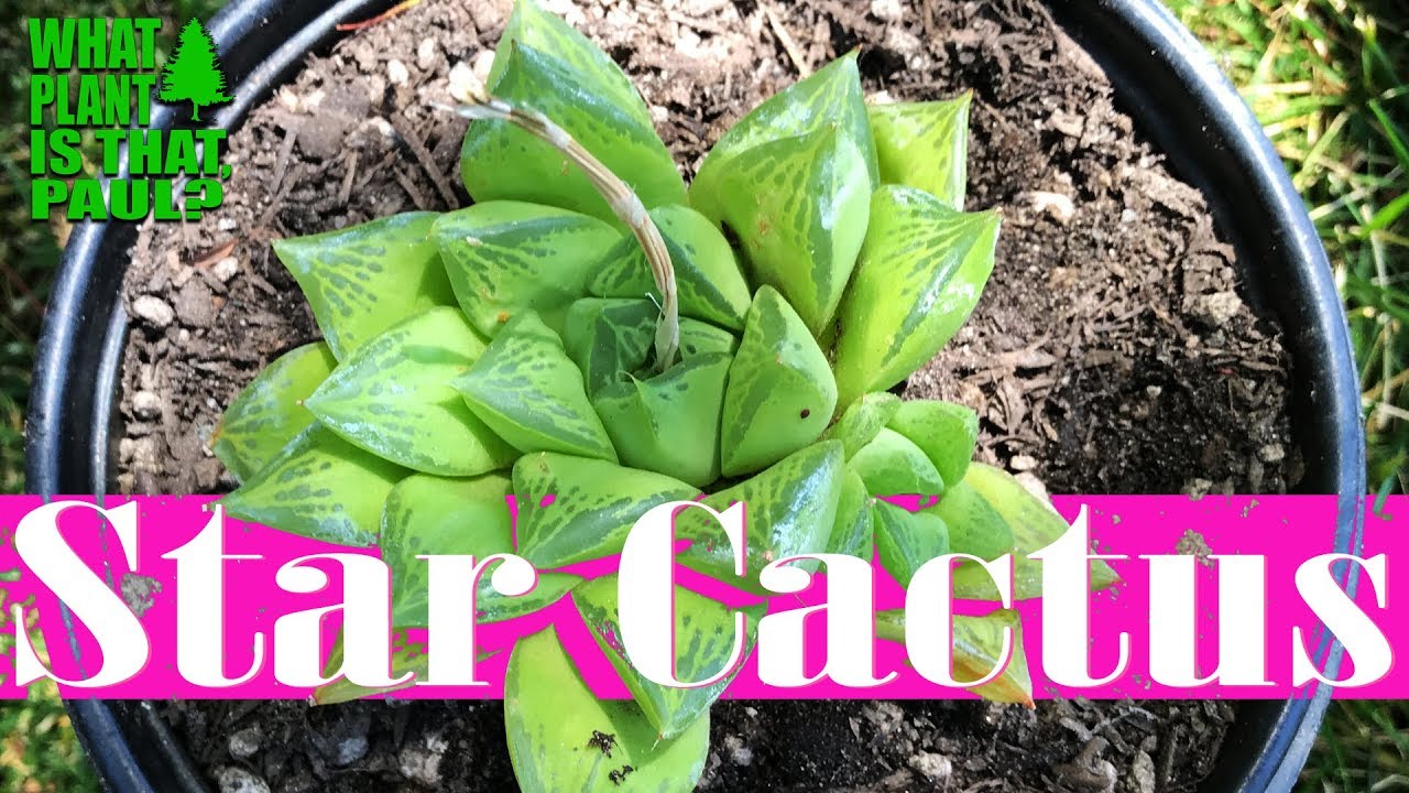 Haworthia Retusa  (Star Cactus) - leaves are very thick, triangular, translucent, green in color