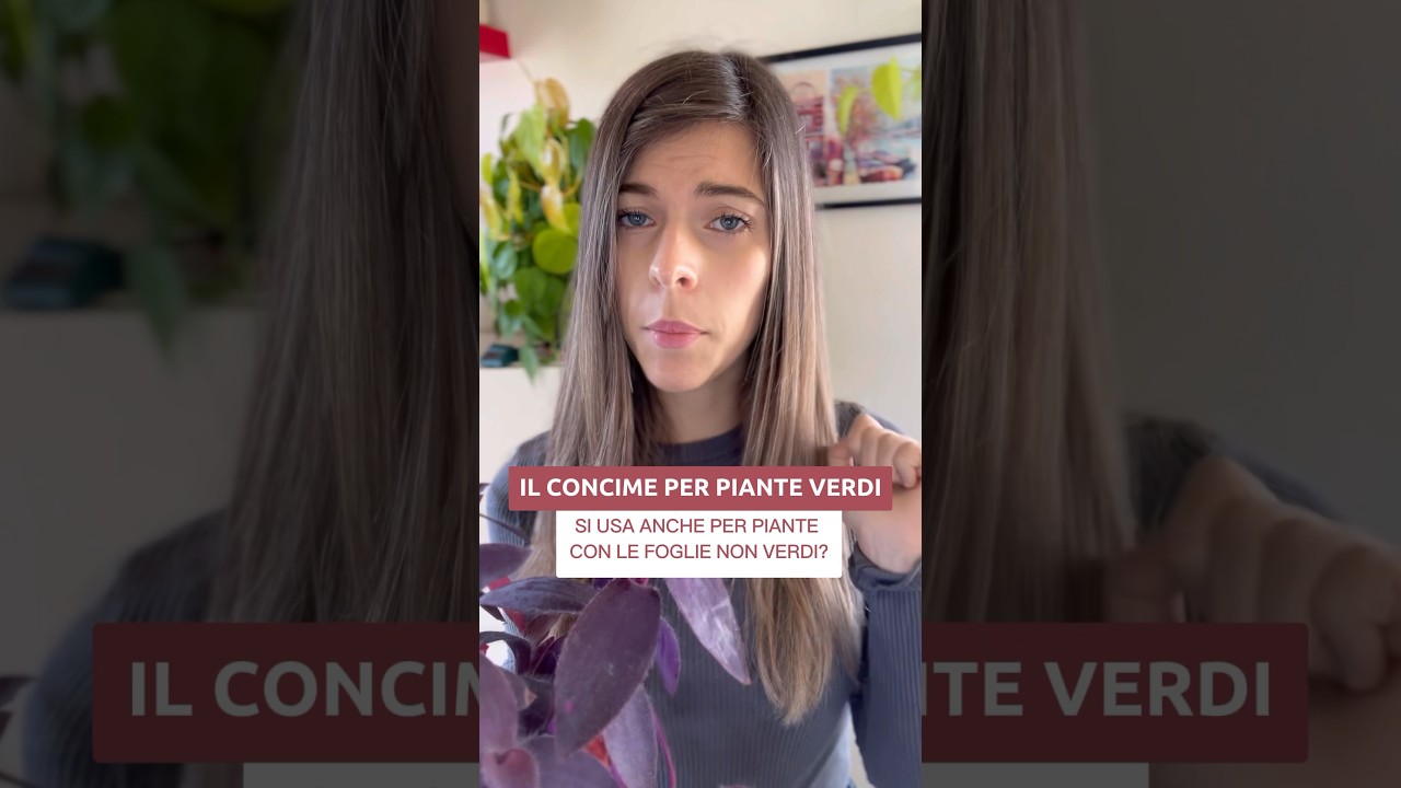 Quando usare il CONCIME PER PIANTE VERDI? #shorts #piante #piantedainterno