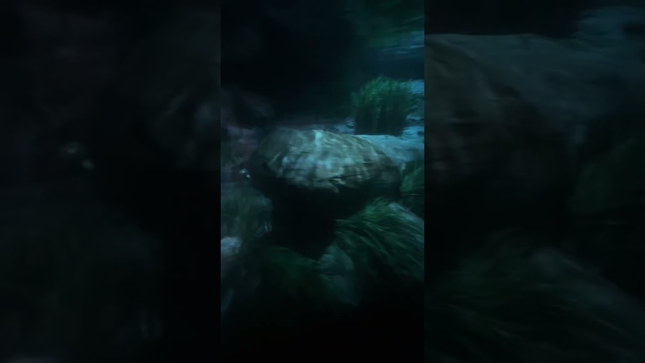 Finding Nemo submarine voyage 