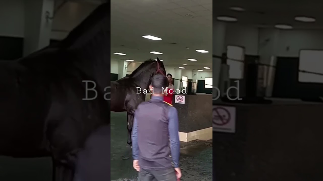 #short stallion Bad Mood