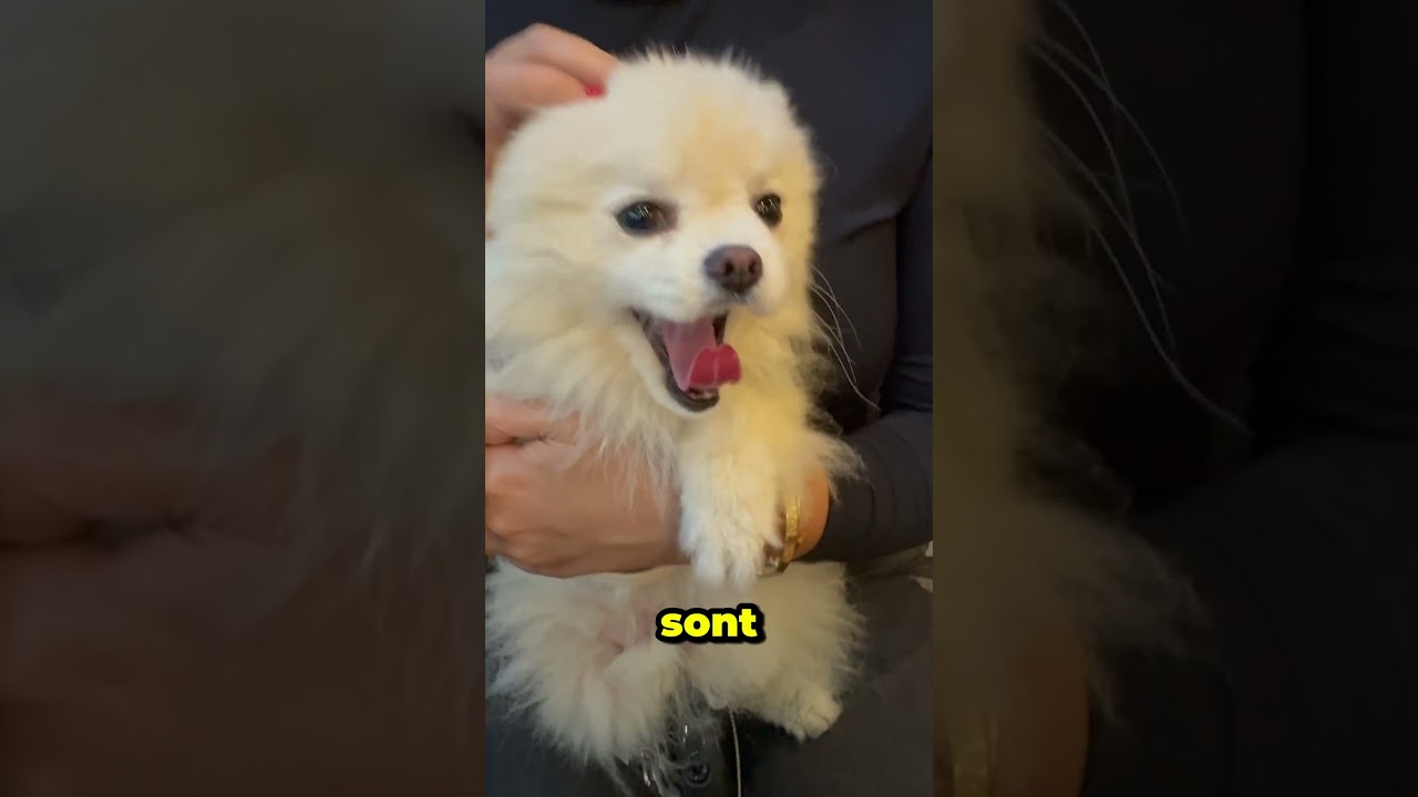 🎯 Aujourd&rsquo;hui, j&rsquo;ai test&eacute; un vrai bon plan &agrave; Strasbourg ! Lamian Strasbourg Avis note 🗒️