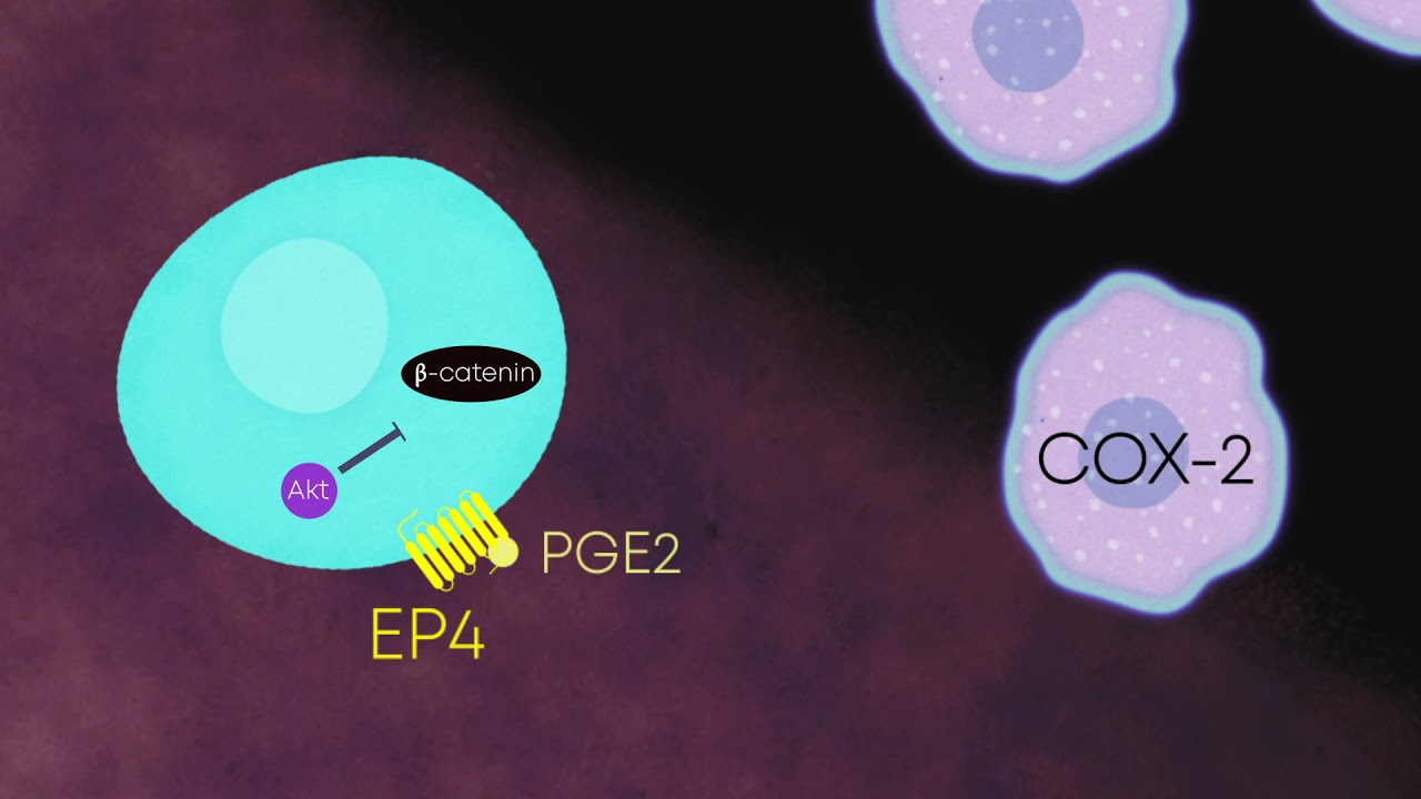 Tumor-initiating stem cell shapes its microenvironment into an immunosuppressive barrier