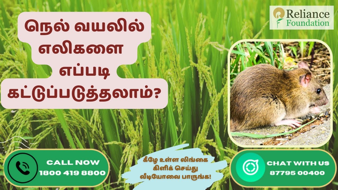 நெல் வயலில் எலிகளை ஒருங்கிணைந்த முறையில் கட்டுப்பாடு | Integrated Pest Management of Rat in Paddy