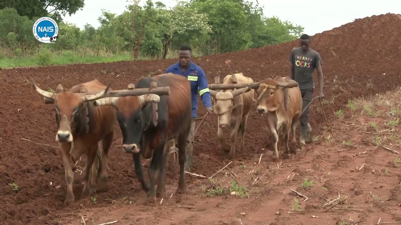 Zambia: Livestock Index Insurance payout in Kabwe, Central Province
