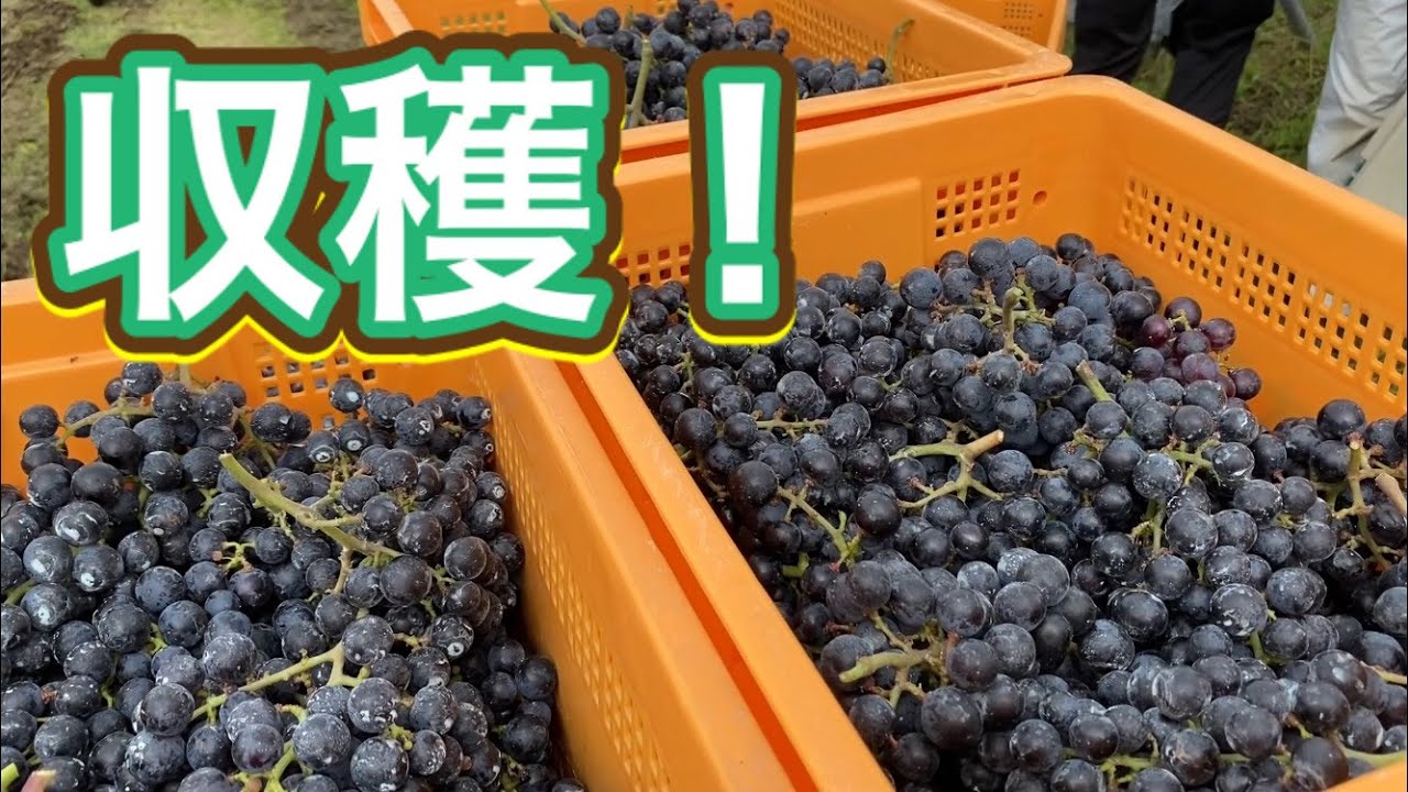 【ワイン造りを追跡！】①ワインぶどう収穫　～収穫から醸造、販売までを追跡するシリーズ～