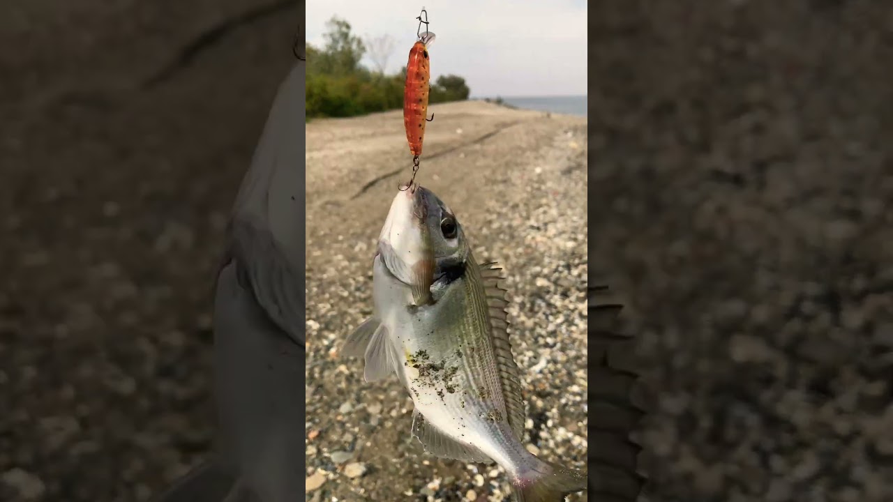 Lrf ile &ccedil;upra vol 1 🎣 #&ccedil;upra #levrek  #colaradokarides #levrek #lrf #izmir #fish #keşfet 🤟🏻