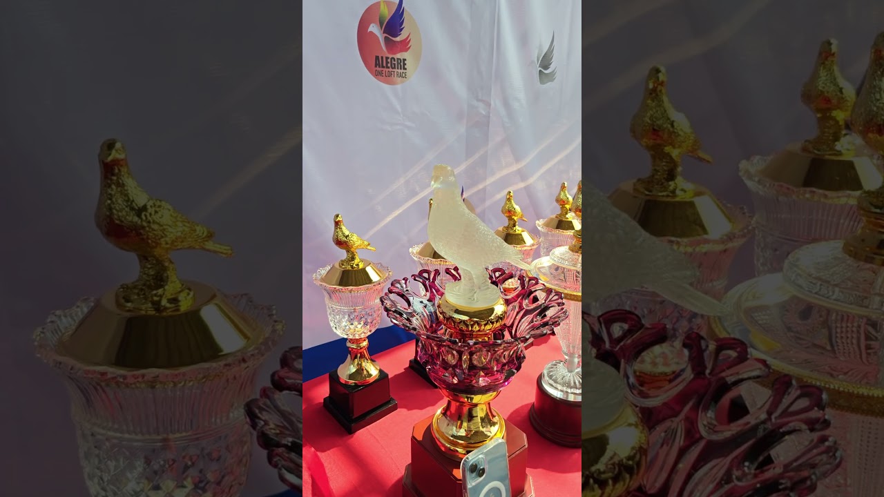 Awarding ceremony at Alegre One Loft Race!🇵🇭🏆🕊️ #oneloftrace #philippines #pigeon