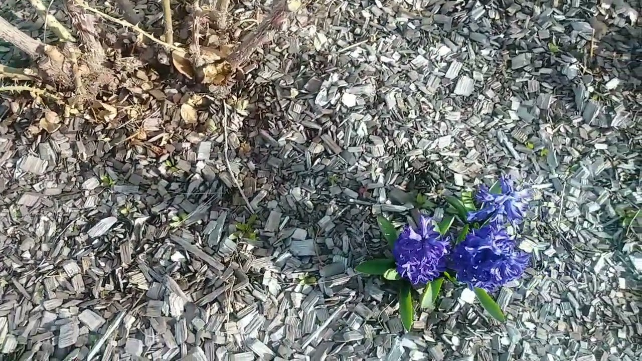 Mis Plantas de Jacintos #hyacinthus #plants #gorgeous