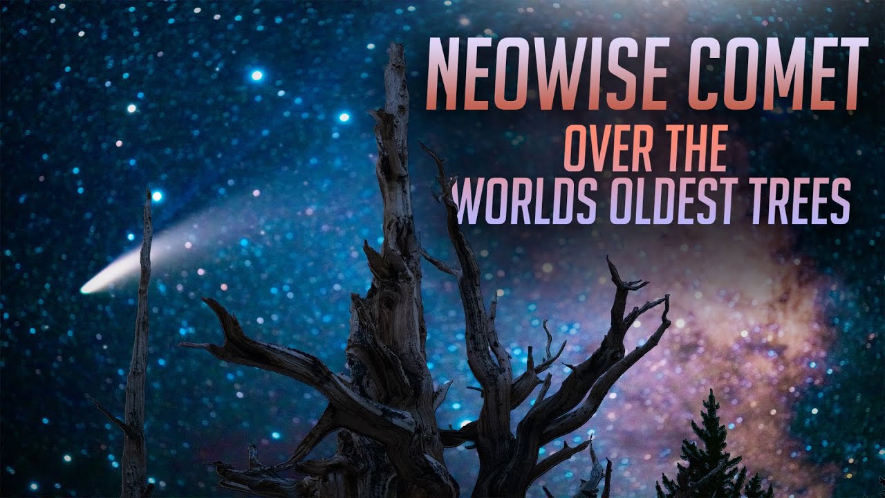 Neowise Comet Over The World Oldest Trees, Short 8K Timelapse Film
