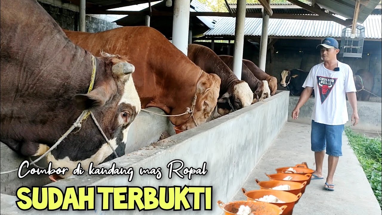 Resep pakan comboran penggemuk sapi di kandang mas Ropal
