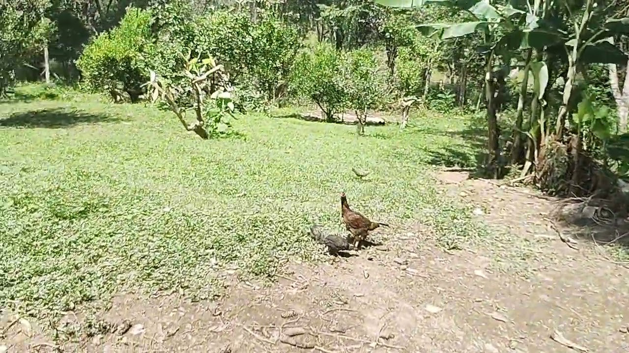 Dando um talento na chácara organizando as coisas o glória ❤️🙏🏻