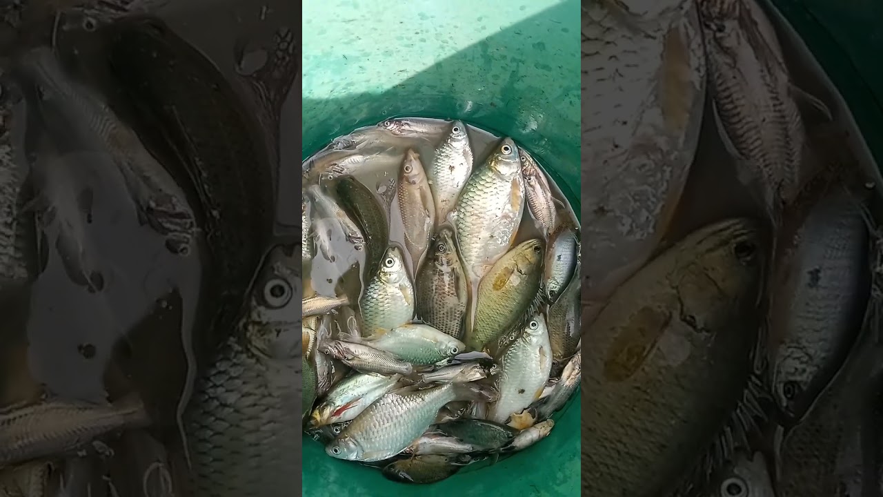 #cookingCook #cookingandeatingshow #eatingshow #familycookingshow #cutebaby #kidscookshow #funny