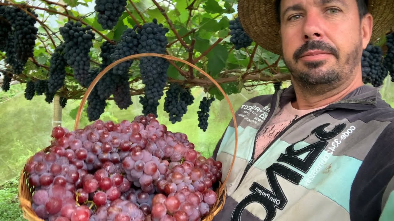Encerrando hoje a colheita da uva Niágara rosada ! #agro #fazenda #frutas #plantas #sitio #roça 