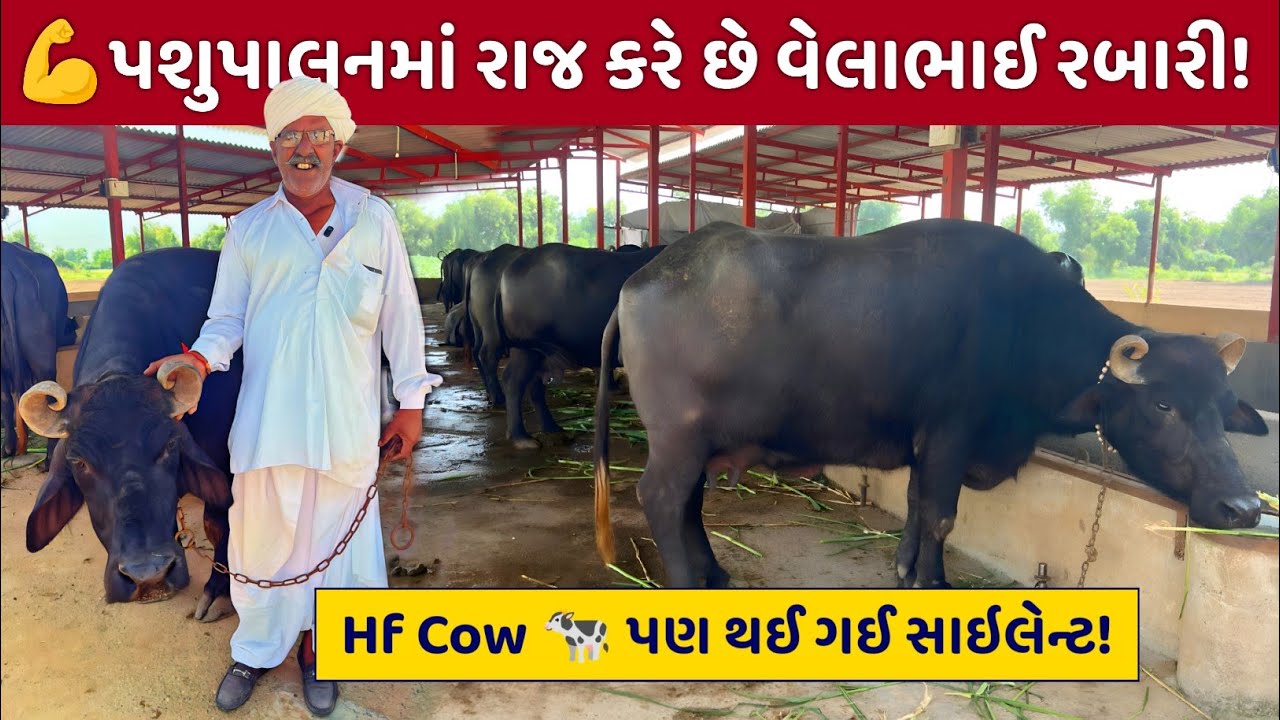 💥 ભેંસો નહીં, Milk Machines! 🐃 | દૂધથી લાખોની કમાણી 💰 Velabhai Rabari Dairy Success 🚜