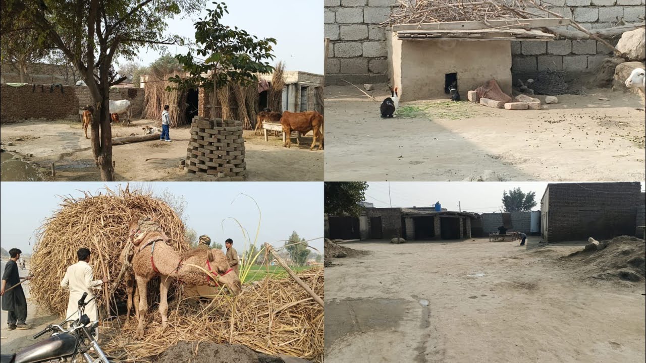 AJ Gai Mamo k Ghr|Back To 🎒|MY Home & My Mental Wellbeing|How I Overcome My Depression 