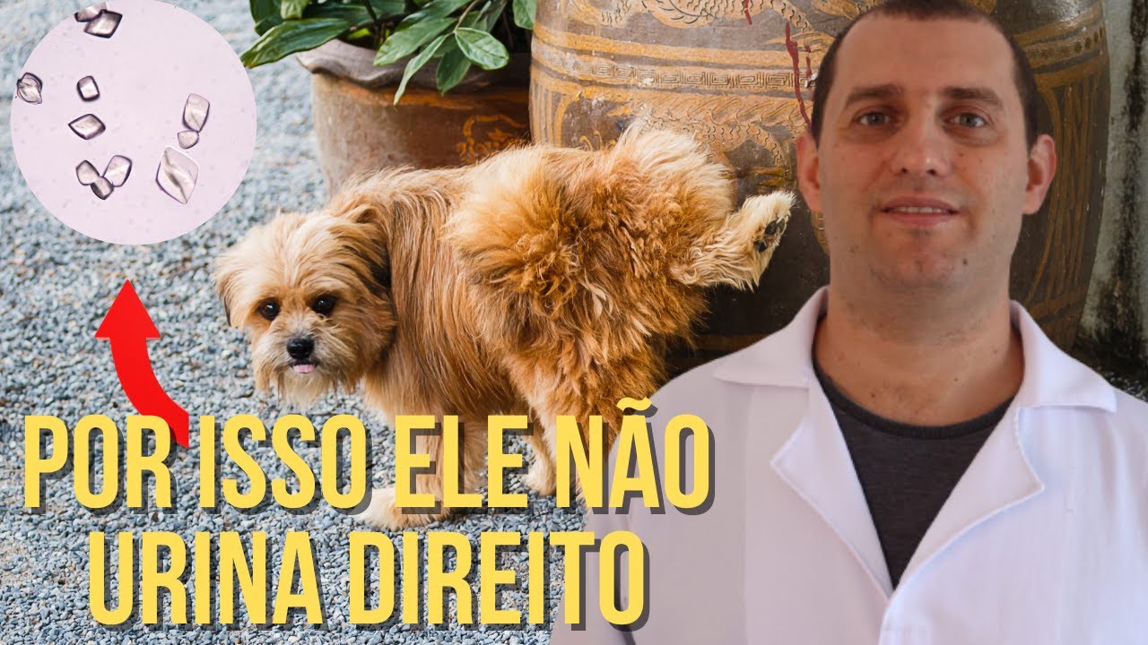5 causas de problemas urinários em cães e gatos
