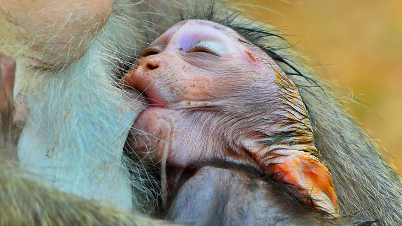 Primate monkey.../Lovely baby so weird drinks milk.../Cute life baby.../Nice clip