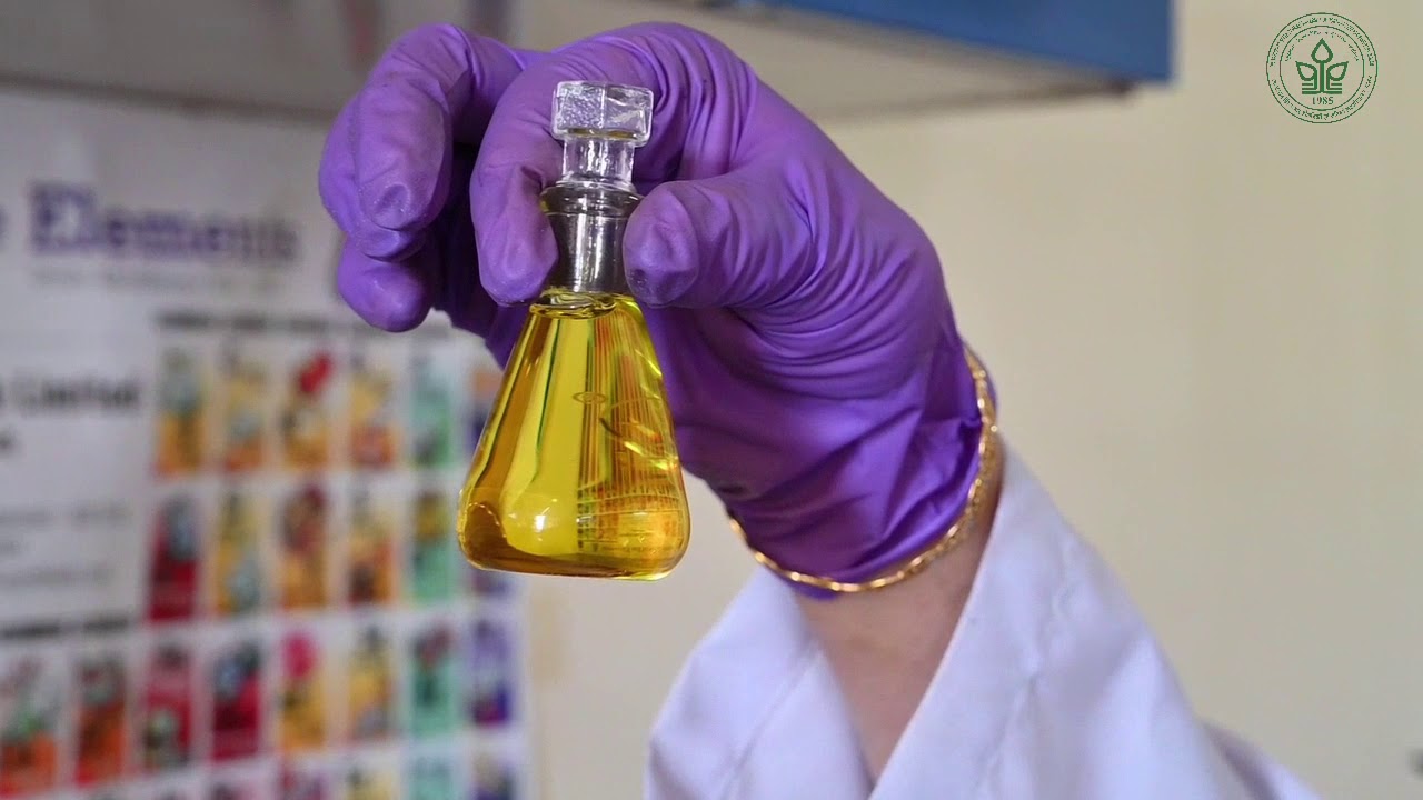 Extraction of aromatic oil from wild marigold जंगली गैंदा -Tagetes minuta-Part-II