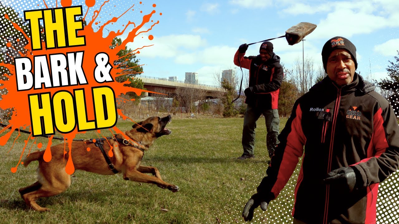 Mastering the Bark & Hold &ndash; Real Protection Dog Training in Action!