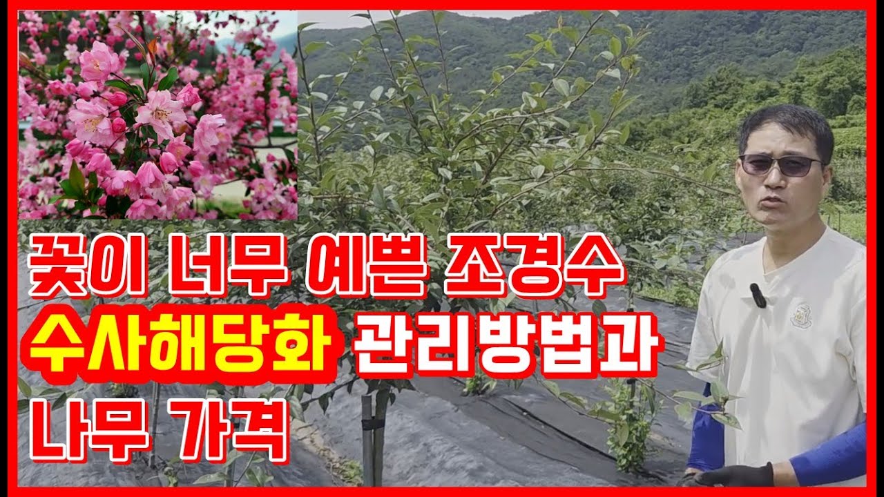 꽃이 너무 예쁜 조경수 수사해당화 관리방법과 나무 가격