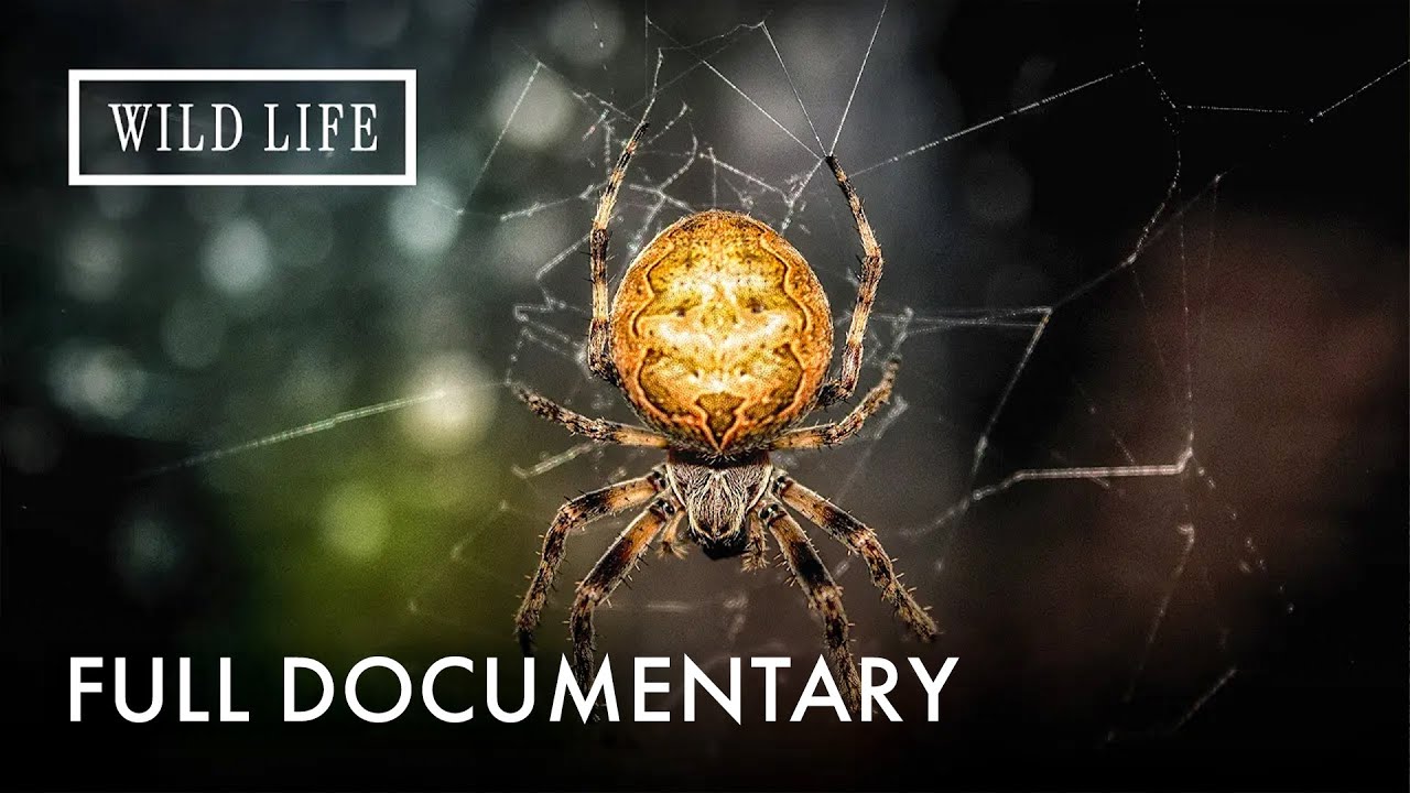 Are These the Most Venomous Spiders? | Little Matters: Spiders | Full Documentary