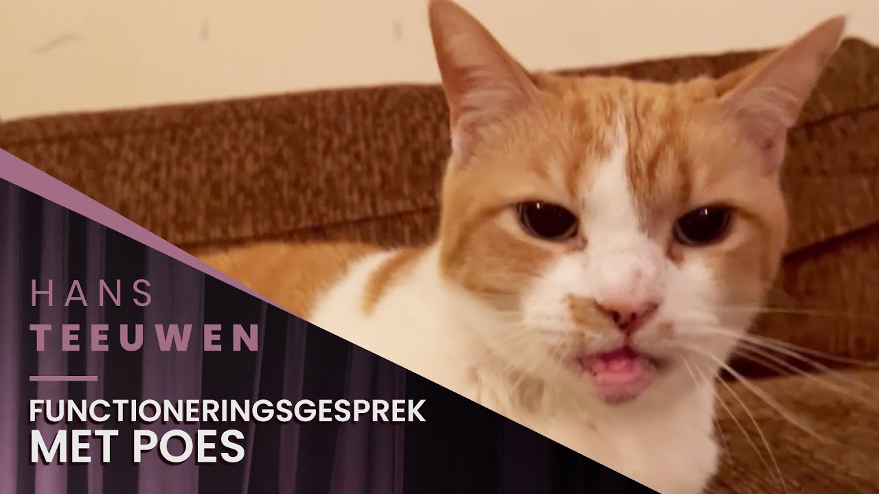 Hans Teeuwen - Functioneringsgesprek met Poes