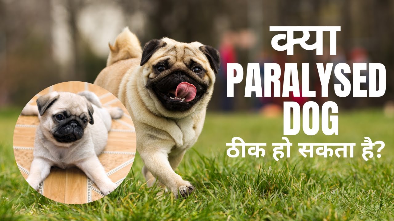 Paralysis in dog || Symptoms & Causes || How to take care of Paralysed dog ?