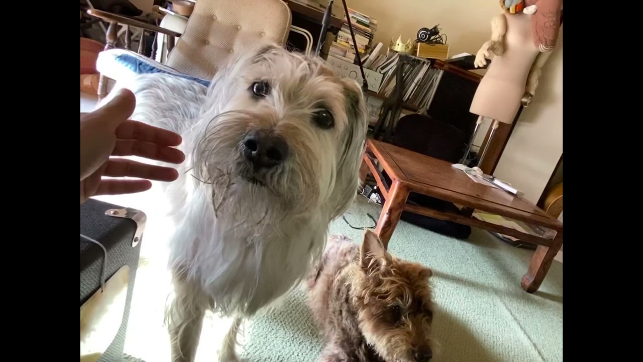 考える犬と、考えない犬