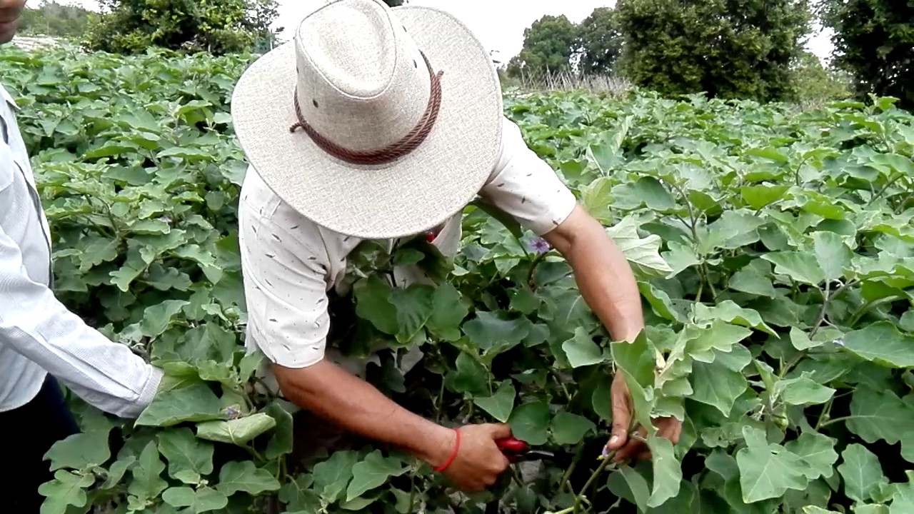 Khmer Agriculture-Technique how to increase eggplant yield