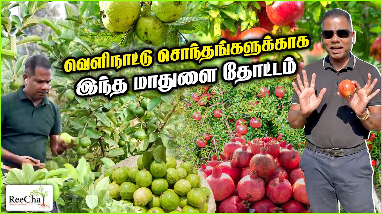 ReeCha Pomegranate and Guava Farming Vlog | Best Farm House in Sri Lanka | BK in Reecha