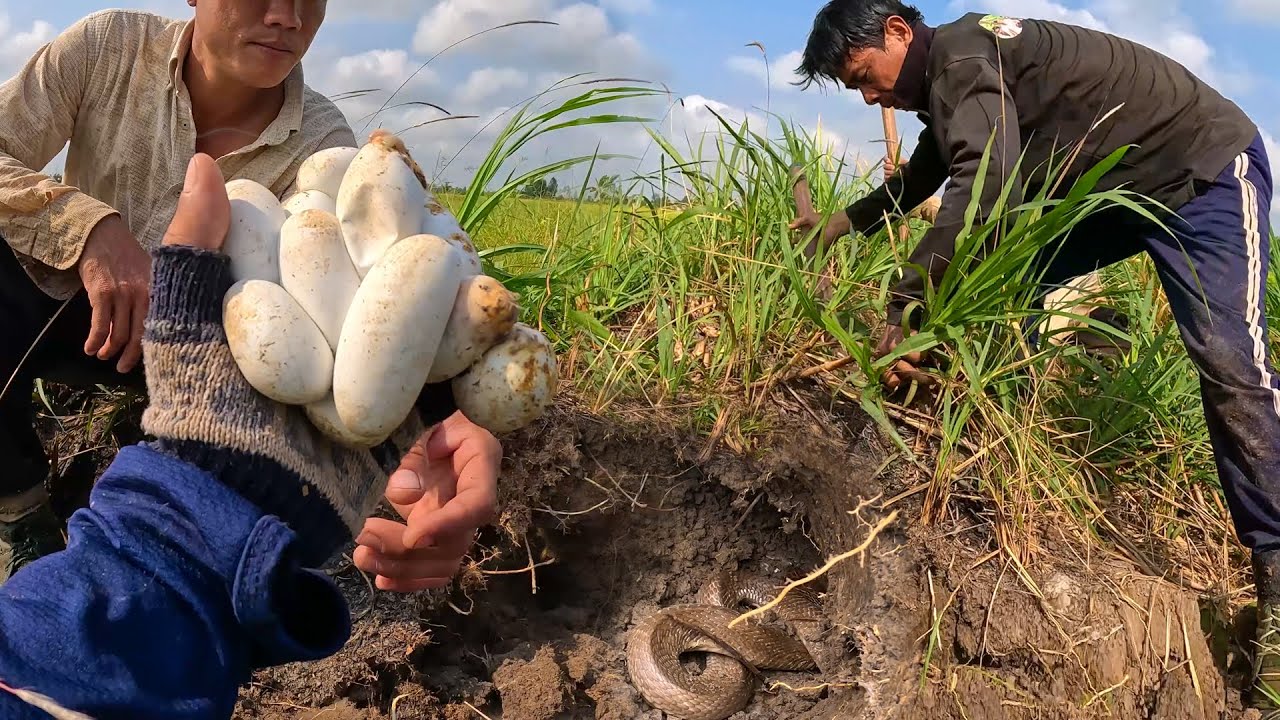 Đầu năm may mắn, đào được ổ Rắn Hổ Mang | TGSB #815
