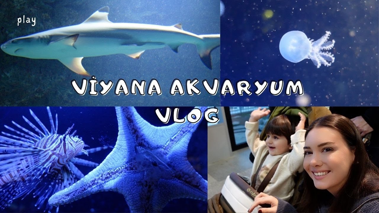 DÜNYANIN EN BÜYÜK APARTMAN AKVARYUMU VİYANA | Köpekbalıklarıyla birlikte yaşayan ilginç canlılar 😱