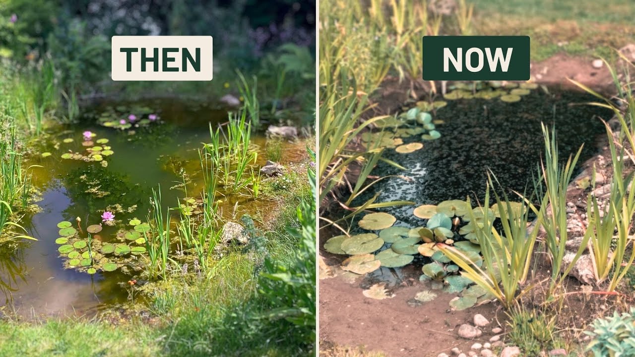 Building a Wildlife Pond Part 5 - My Best Visitor Yet!