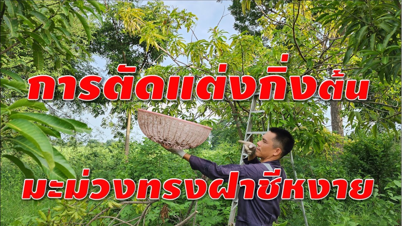 การตัดแต่งกิ่งต้นมะม่วงทรงฝาชีหงาย