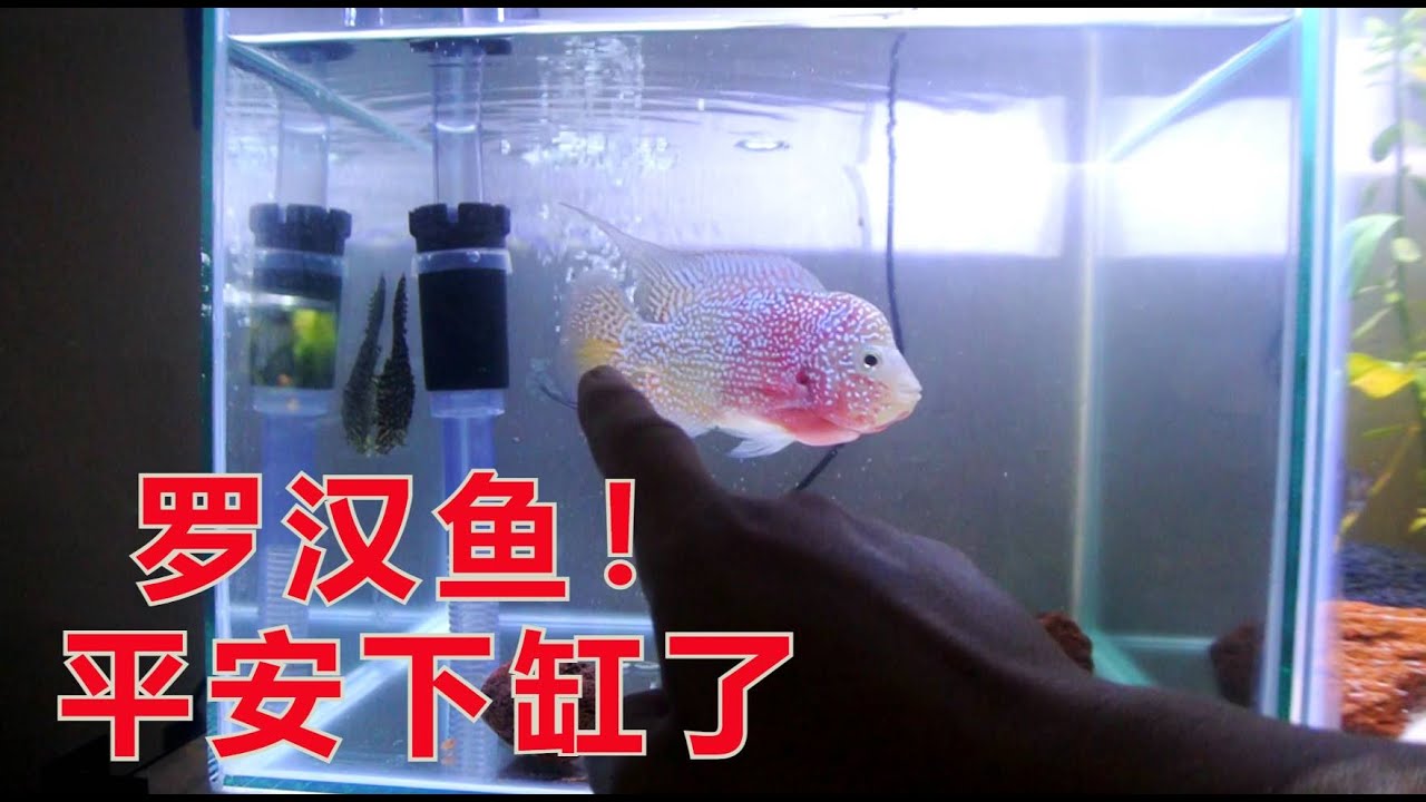 罗汉鱼！平安下缸了