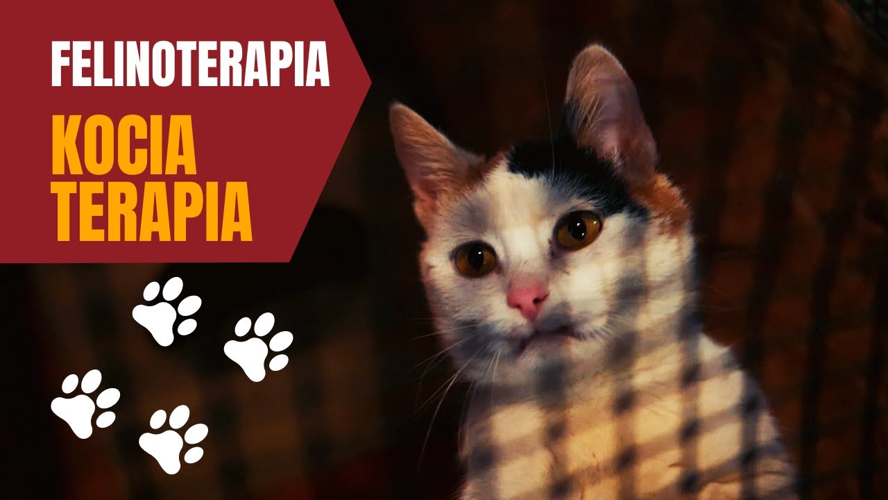 Felinoterapia - pomiziaj mnie, czyli kocia terapia za darmo