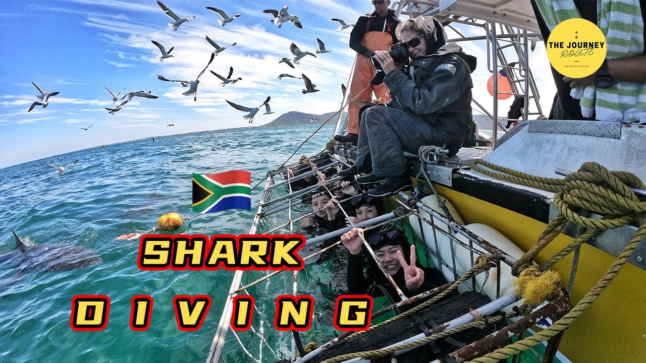 South Africa Shark Diving | White Shark Project | Gansbaai |
