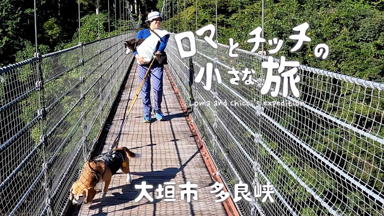 【多良峡】楽しい老犬介護生活を送りましょう！川遊びでリフレッシュ！【犬連れ旅行Vlog】